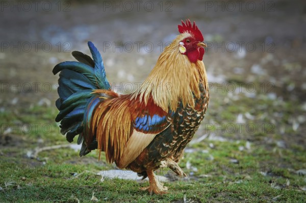 Brown Leghorn Rooster Standing on the Ground Devnja, Bulgaria