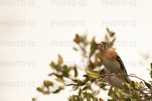 Fringilla montifringilla, spain
