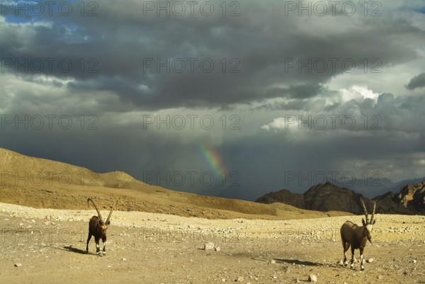 Herd of wild goats on a deserted mountain plateau about Eilat in Israel