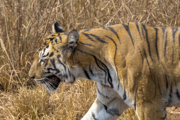 Tiger (Panthera tigris), Bengal tiger or Indian tiger, big cat (Pantherinae), carnivore (Carnivora), critically endangered, animal portrait, Tadoba National Park, tiger reserve, Maharashtra, Chandrapur, India