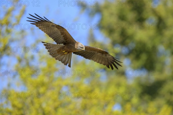 A black kite (Milvus migrans) flies elegantly over a wooded background, Kellerwald National Park, Edertal, Hesse, Germany