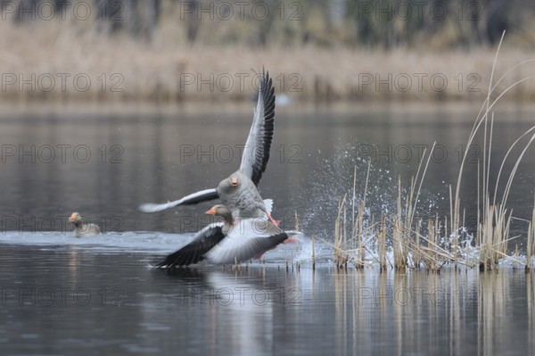 Greylag Goose in the nesting area