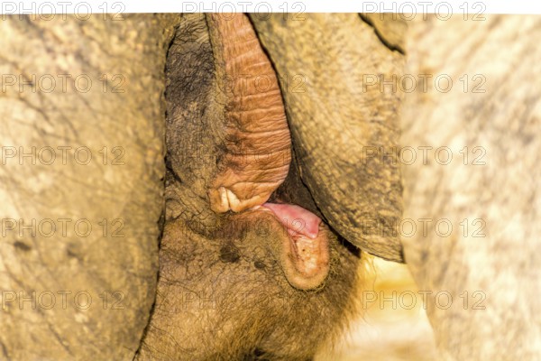 Elephant baby