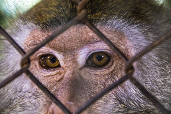 Monkey koh samui