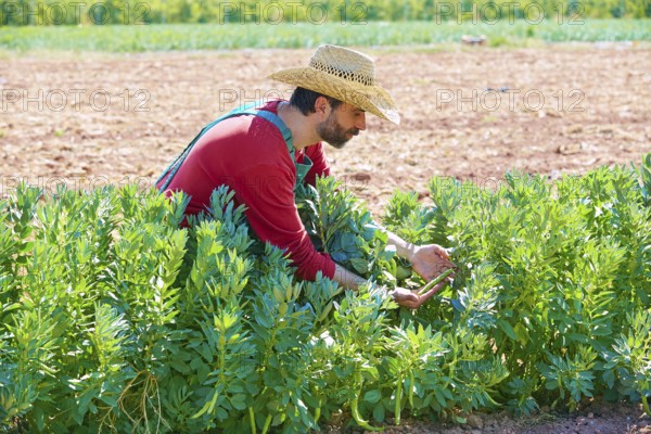 Farmer man harvesting lima beans in Mediterranean orchard field