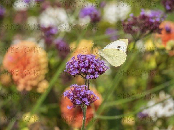 Close-up of a white butterfly on a purple flower in a garden with coloured background, Bad Lippspringe, Germany