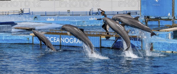 Panoramic photo of a trainer with a group of dolphins in the air in the largest dolphinarium in Europe, Aquarium L'Oceanogràfic (Oceanogràfic València) in the ultra-modern science complex in a landscaped park Ciudad de las Artes y de las Ciencias, Quatre Carreres, Valencia, Valencian Community, Province of Valencia, Spain