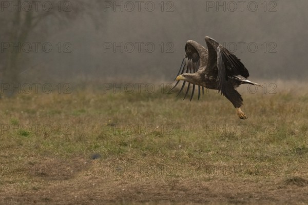 Haliaeetus albicilla, white taled eagle, Poland