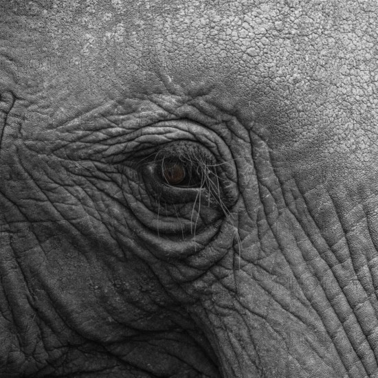 Elephantidae, detail, Kruger National Park, South Africa