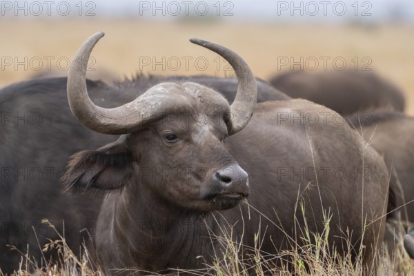 Syncerus caffe, Kruger National Park, South Africa