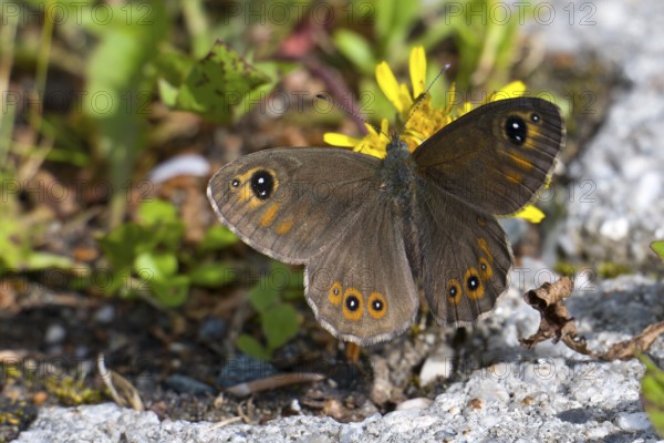 Braunauge (Lasiommata maera). Large wall brown (Lasiommata maera)