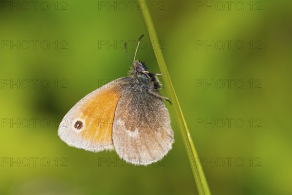 Dusky Meadow Brown), Hyponephele lycaon), animals, insects, butterfly, butterfly, lateral, Alsenz, Rhineland-Palatinate, Federal Republic of Germany