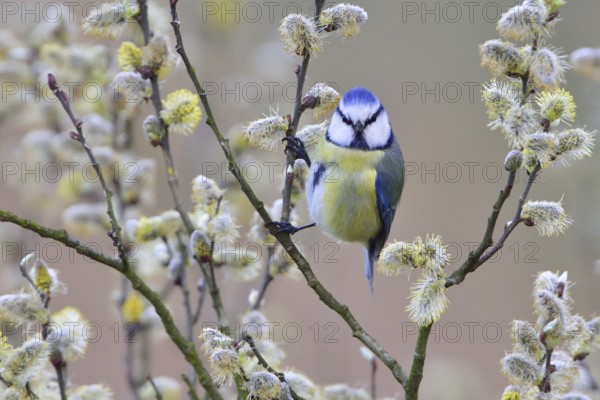 Blue Tit looking for food.Blue Tit looking for food