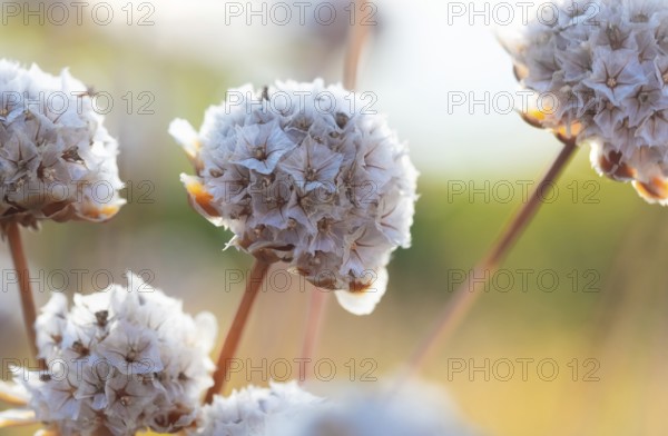 Beach carnation