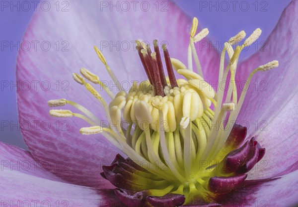 Macro of a lenten rose blossom