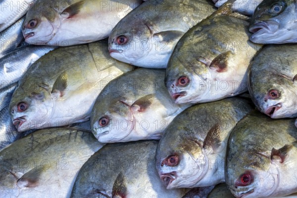 Fresh fish for sale at a market
