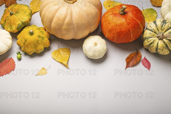 Thanksgiving or fall festive composition with different assorted pumpkins and autumn yellow leaves on light gray background top view. Copy space, food photography, food photography