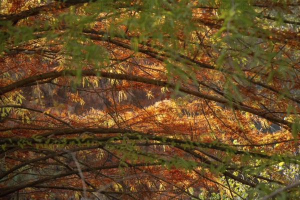 Autumn tree leaves texture background. leaf background texture