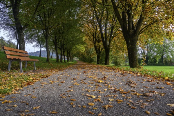 Autumnal footpath with colourful leaves and a park bench surrounded by trees, Bogen, Lower Bavaria