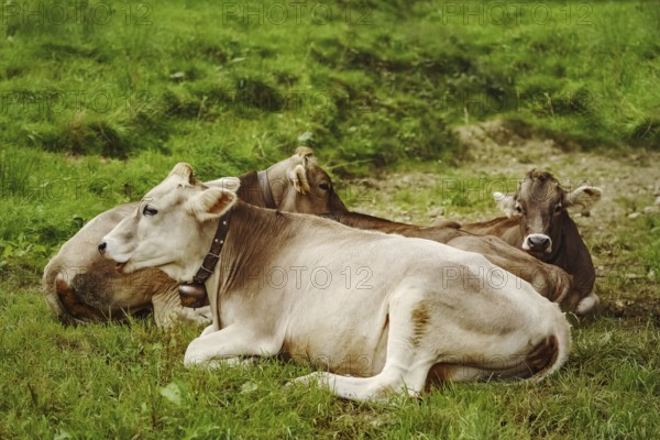 Dairy Cattle in the Traditional Pasture. Bolsternang, Germany Bolsternang, Germany