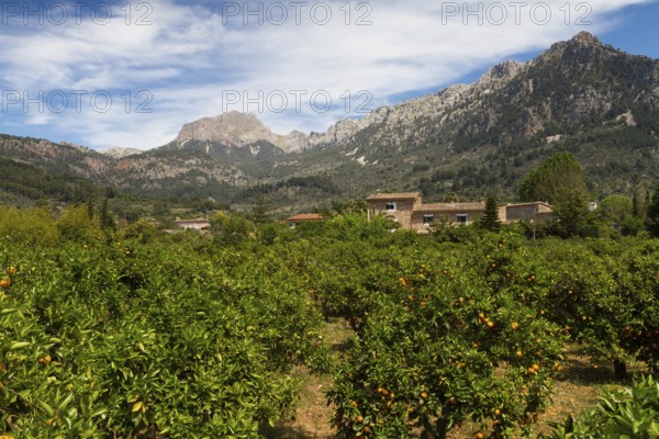 Orange orchard near Soller, Majorca, Baleares, Spain