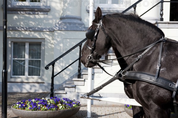 Horses by the white town hall stairs