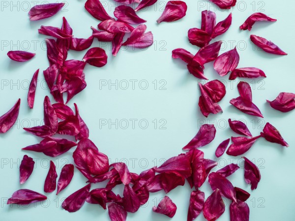 Red burgundy peony petals flat lay in round shape. Flower petals with copy space for text or design in center on blue background. Creative layout made of flowers leaves. Flat lay pattern
