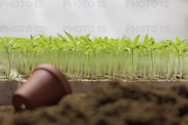 Greenhouse seedling. Close-up of green seedling growing