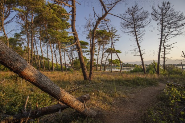 Landscape shot by the sea with pine forest on the coast. Morning atmosphere at sunrise in a landscape shot on the island of Vir, Zadar, Dalmatia, Croatia, Adriatic Sea