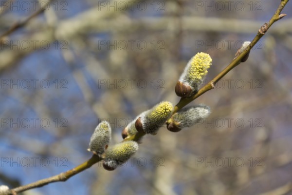 Branch of a blooming palm catkin, Austria