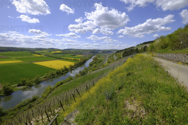 Landscape and vineyards near Stetten with a view of the Main valley, Main-Spessart district, Lower Franconia, Bavaria, Germany