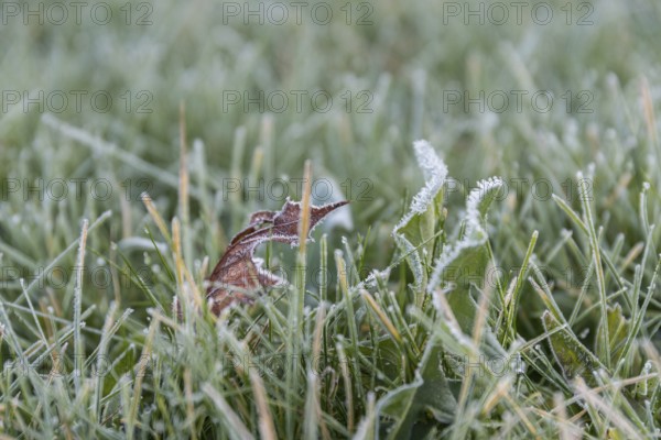 Dry leaves and frosty frost on dandelions and blades of grass