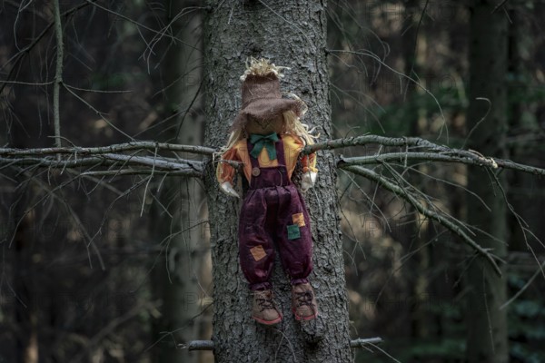 Shabby doll, stuffed with hay, a scarecrow, sitting between two branches of a tree without leaves, in a dark forest. Halloween context