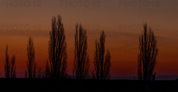Poplars in front of a red sky at sunrise, Timmerlah, Braunschweig, Lower Saxony, Germany