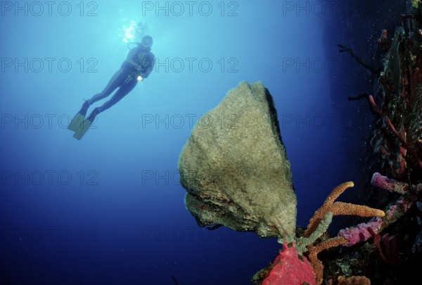 Coral reef and divers, Catalina, Caribbean Sea, Dominican Republic