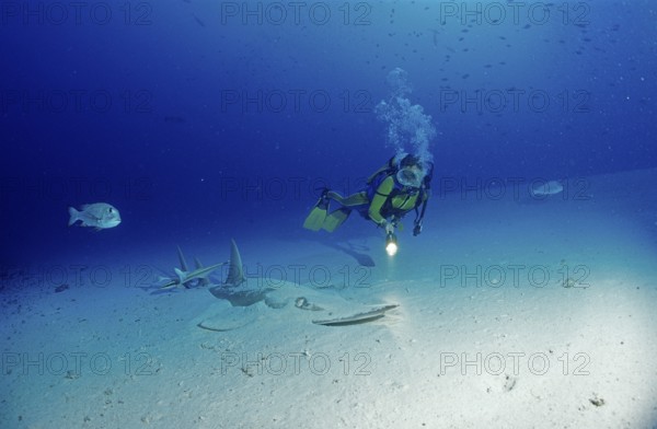 Common guitarfish and diver, Rhynchobatus djiddensis, Maldives, Indian Ocean, Ari Atoll
