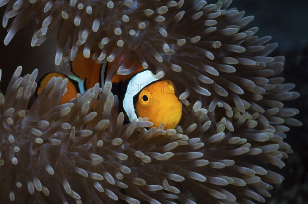 Clown anemonefish in sea anemone, Amphiprion percula, Cenderawasih Bay, West Papua, Indonesia