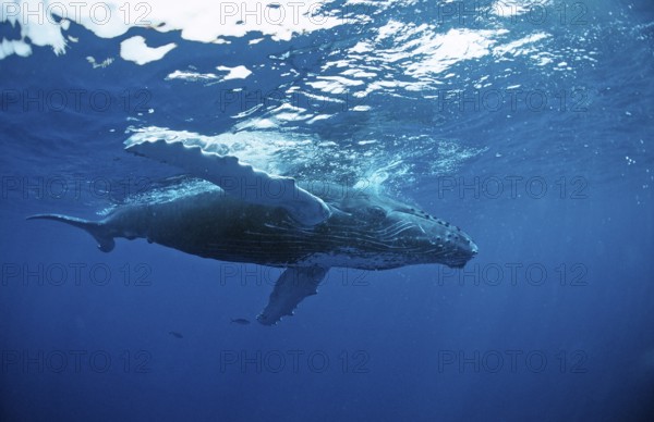 Humpback whale, calf, Megaptera novaeangliae, Silverbanks, Caribbean Sea, Dominican Republic