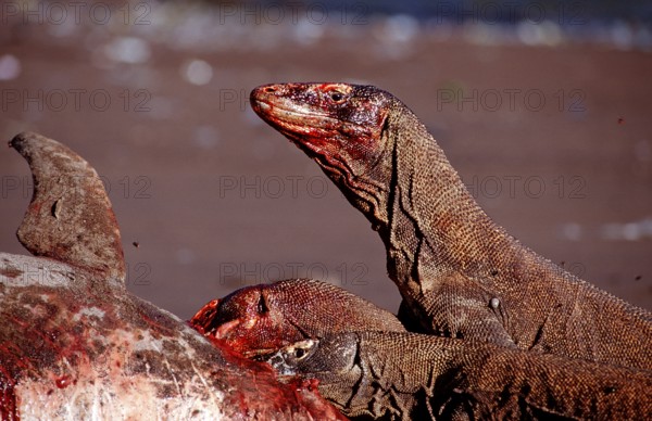 Komodo dragons eat dead dolphin, Varanus komodoensis, Rinca, Komodo National Park, Indonesia