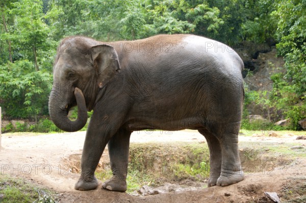 The Asian or Asiatic Elephant (Elephas maximus) is the only living species of the genus Elephas and is distributed throughout the Subcontinent and Southeast Asia from India in the west to Borneo in the east. Asian elephants are the largest living land animal in Asia. There are around 2, 600 elephants living in Thailand, with the majority being domesticated