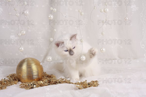 SACRED CAT OF BIRMA, BIRMAN CAT, LITTER, KITTEN, PLAYS WITH BEADS, SACRED CAT OF BIRMA