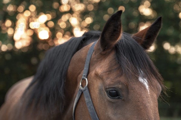 Portrait of a dark brown horse with a white spot on forehead, looking down with sad eyes, an image with selective focus in the morning light
