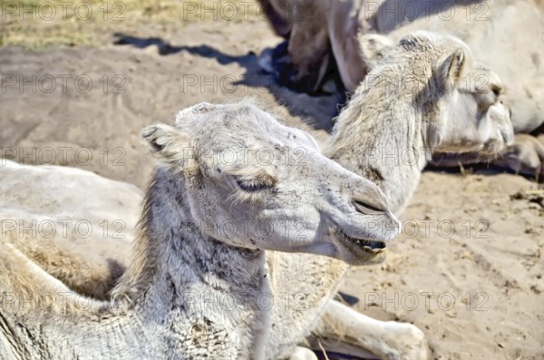 Bactrian brown camels on the background of sand
