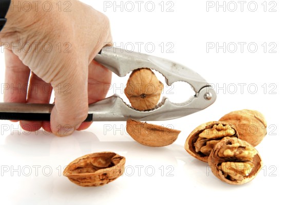 Hand with pincer is cracking the whole walnut