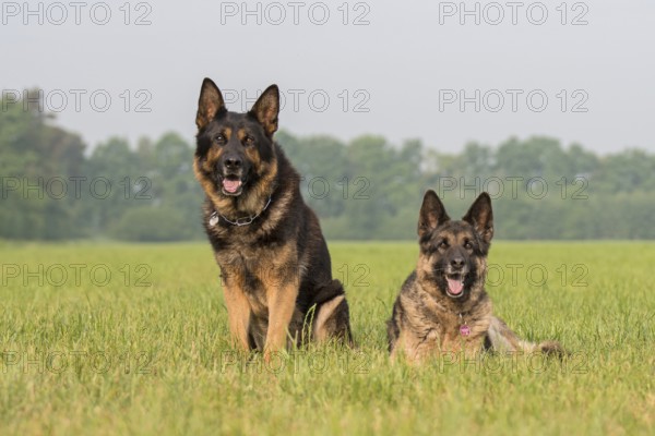 Two German Shepherds in the grass