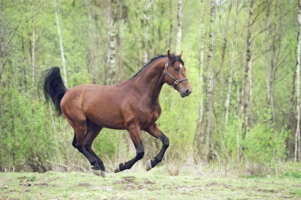 Cantering bay horse. spring