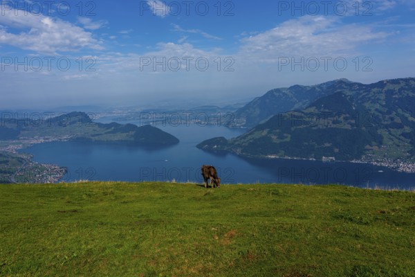 House cows grazing in the Swiss mountains