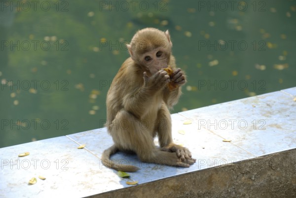 Rhesus monkey, monkey cave, Thailand