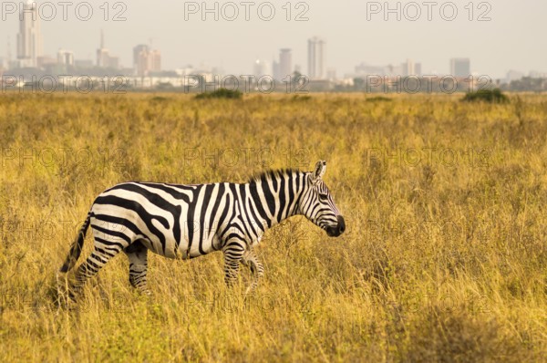 Isolated zebra in the savannah countryside of Nairobi Park in Kenya