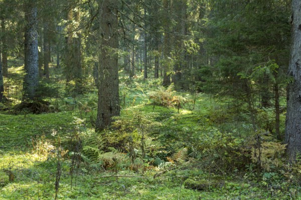 Morning sunrise light in European alps pine forest